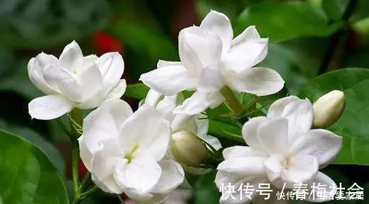 盆栽茉莉花,冬天这样养,枝条壮实好过冬,明年还能开5茬!