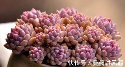 5款多肉普货,在家里养上几盆,好养又省心还有观赏性