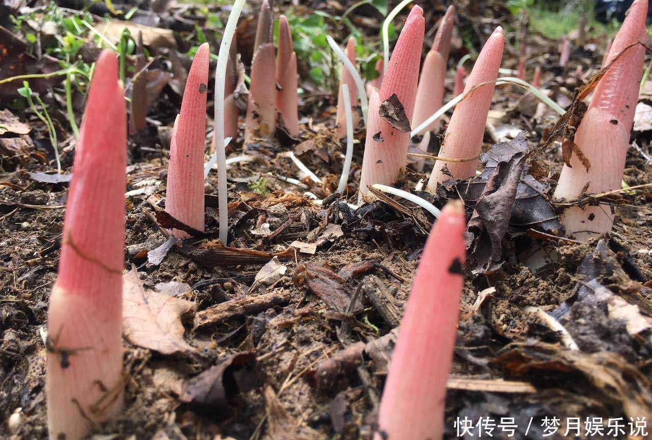 年轻人无人吃,农民当成猪青料,国外稀少当成宝,其实价值很高