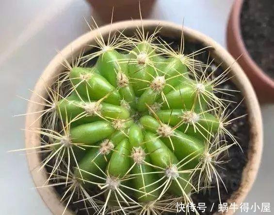 这几种花,哪怕干得打蔫,也不要往叶子喷水,否则只剩下花盆!