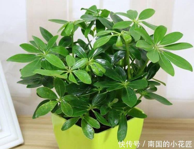 4种花是懒人的最爱,有阳光就爆盆,空气变清新,比啥都强!