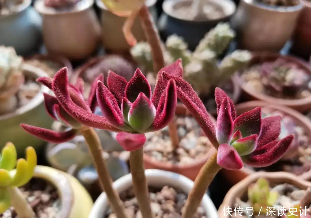 春天养多肉,只需做四件事,叶片肥美又鲜艳,非常好看