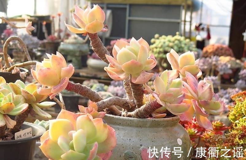 叶片|多肉白凤有个小机关,及时打开长势好,轻松养成悬崖桩