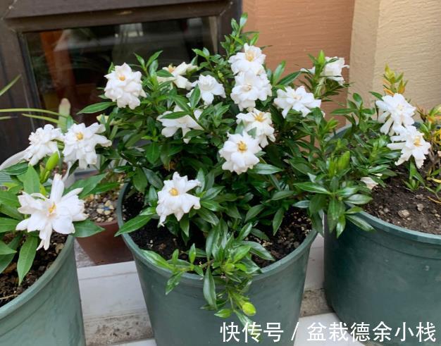漂亮花|6种“漂亮花”，天天被人爱，家里养一盆，365天轮流开
