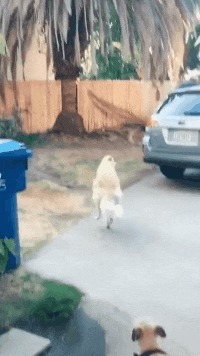 |搞笑GIF段子:现在的妹子是不是在家里待久了,都开启不正常舞蹈模式了?