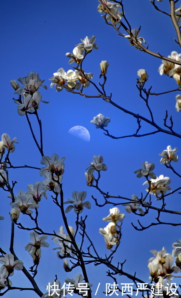 老年|新虹口花园的玉兰花开了【严建设】