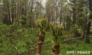 东北的5月，是吃山野菜最好的时候，比肉还香！