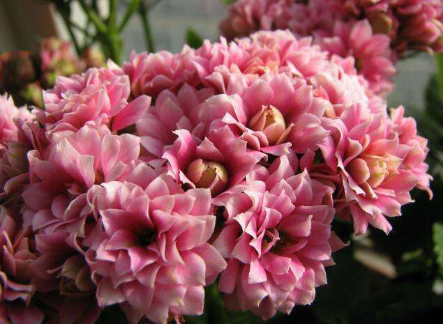 此3种花，越浇水死得越快，没准你家就有一盆！