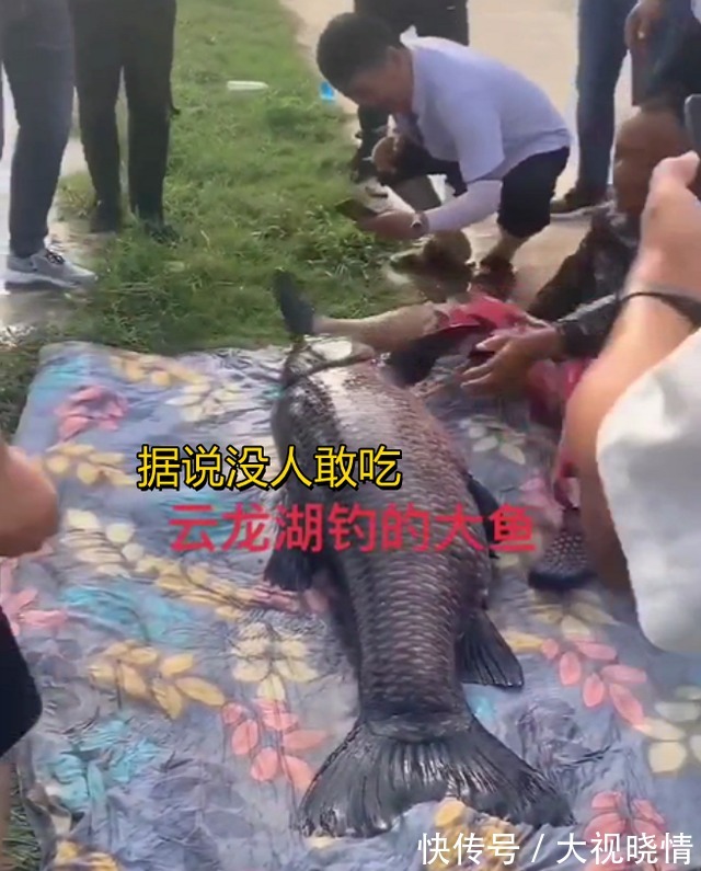 云龙湖|身形跟人一样长！江苏176斤大鱼又上钩了，钓鱼人：年年都要被钓上岸
