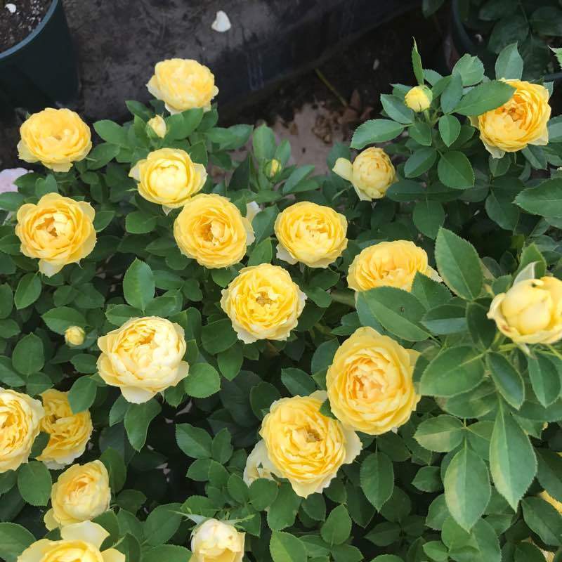 可以盆栽的“玫瑰花”,花朵美丽,四季常开,种植容易,养花选它