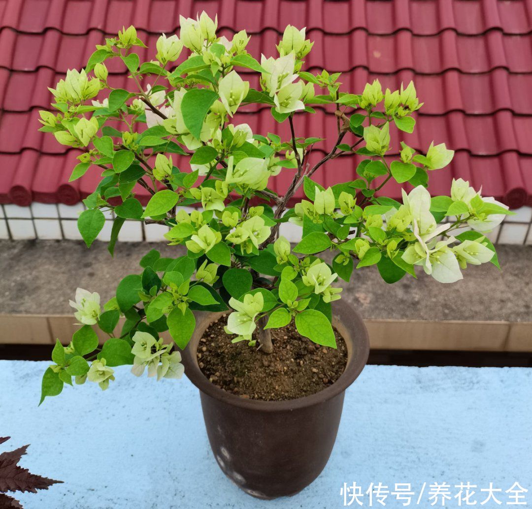 蝴蝶兰|7种花，立秋后换盆，秋冬才能越养越好
