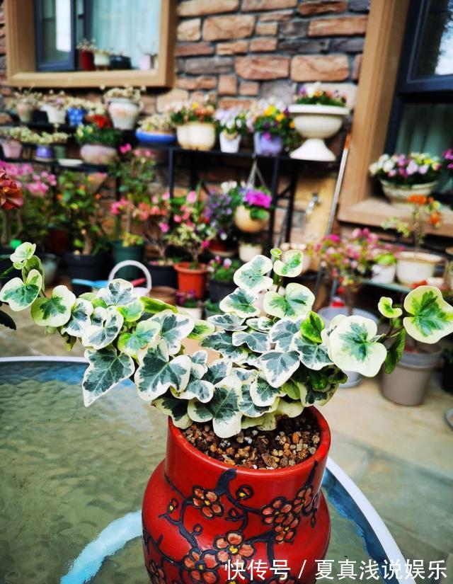 这3种花是吸甲醛高手,再贵也得养一盆,家里人都健康