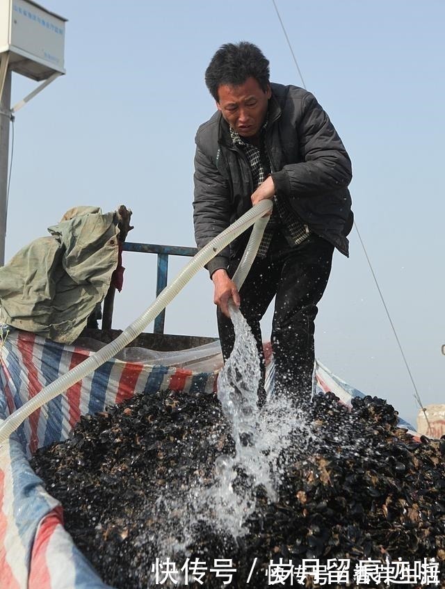 海鲜|比花甲便宜的海鲜，常被误以为是蔬菜，营养丰富，胜过牛羊肉