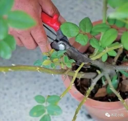 月季不剪枝，来年开花稀，冬天不修剪，会影响开花吗？