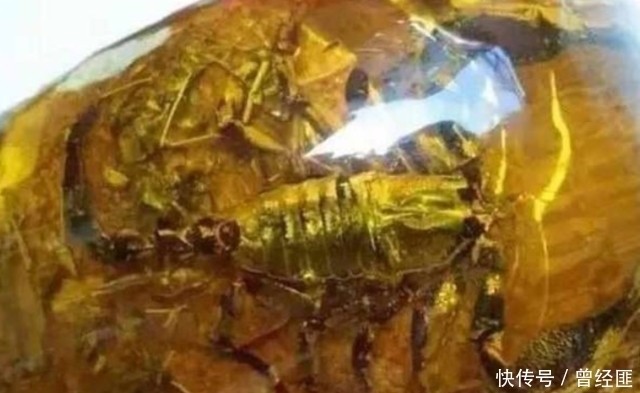 收藏|全球最奇葩的收藏:第一个牛逼了,倒数第二张笑哭我!