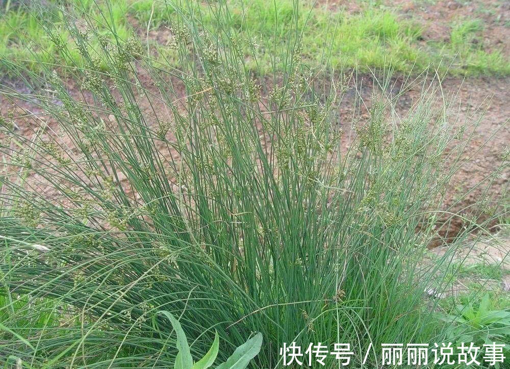 野草|农村水边一种野草,过去用它做蜡烛芯,如今当药材种植百元一斤