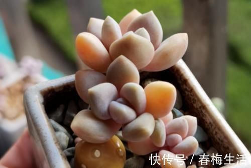 繁殖|多肉冬美人特好养,掰一枝插小盆里胖乎乎很可爱,插大盆里则能轻松爆盆