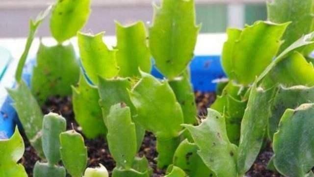 扦插|入秋扦插6种花,7天就生大白根,告别黑腐烂,花开量大