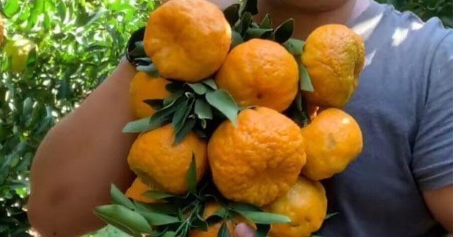 脐部|爱吃橘子的注意了,这点要知道,学会的人从不吃亏,告诉身边人吧