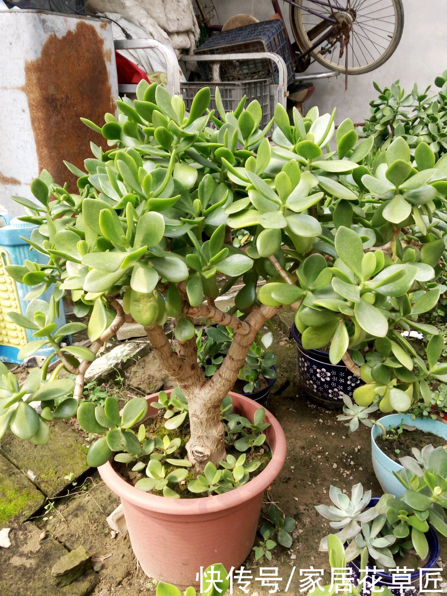 花友|玉树生长有“秘诀”，牢牢掌握住，新手也能养开花，还茂盛