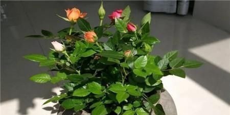 客厅2个地方，千万别养花，不能忽视，养了也尽快搬走