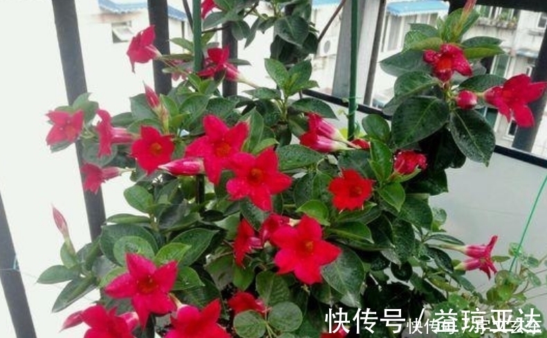 飘香藤|最有仙气的3种花，好养又漂亮，开花一茬又一茬，美如仙境！