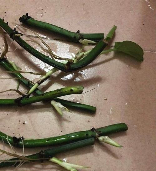 天然的生根液，路边捡几根，泡水或扔花土里，养啥都能爆盆