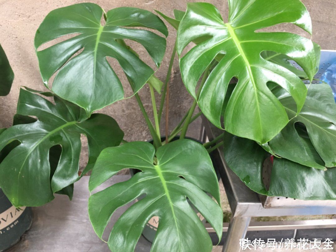 三角梅|天热要修剪的花，不剪死得快，活不过夏天