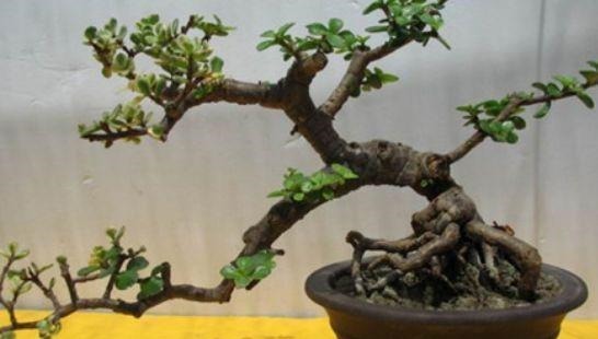 马齿笕树养5年，变成老桩盆景很值钱，做5步就实现