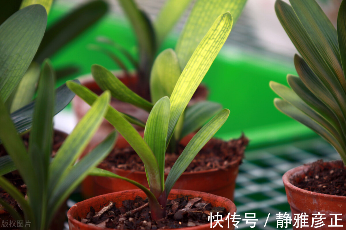 叶纹|君子兰长得好不好,不在于开不开花,而在于这三个地方