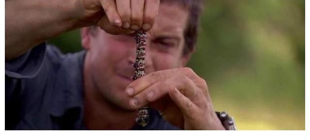 贝尔|还记得“食物链顶端”的贝爷吗?曾经爆红的他,为何突然消失了?