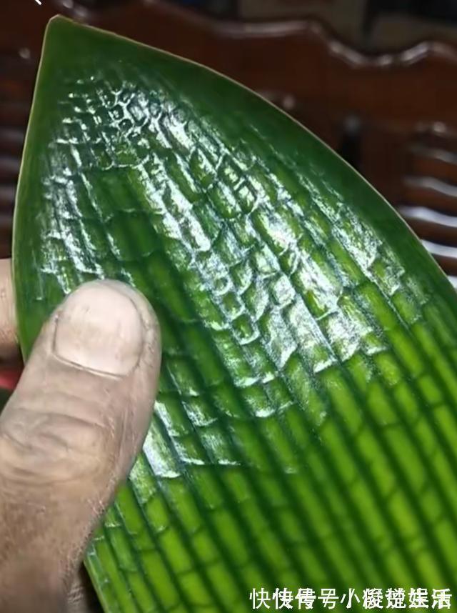 君子兰花芽|君子兰吃“2种零食”,冒出6对“网格叶”,开花鲜艳、硕大