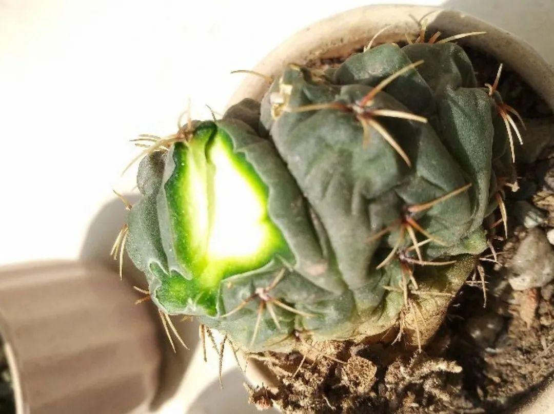 浇水|10种花要控水,天热反而不能浇,一浇水就死