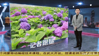 花球|想在自家养好绣球花 教你两招 花苞多开成花球