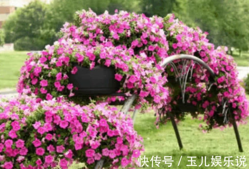 此款花卉便宜又好养，全年都能开花，天天有花赏！