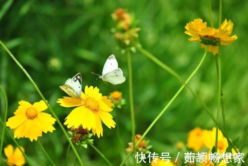 四大生肖女|命中有福，生的孩子儿俊女靓，郎才女貌，福泽子孙的四大生肖女