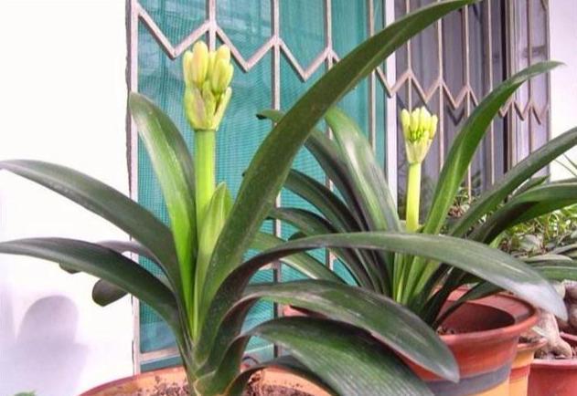 君子兰生长的好坏与“它”有关系,用上它不烂根,叶子油绿植株旺