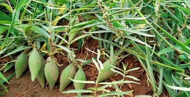 药材|农村地里的这样野果,称之为“草药之王”,能吃又能做药材!