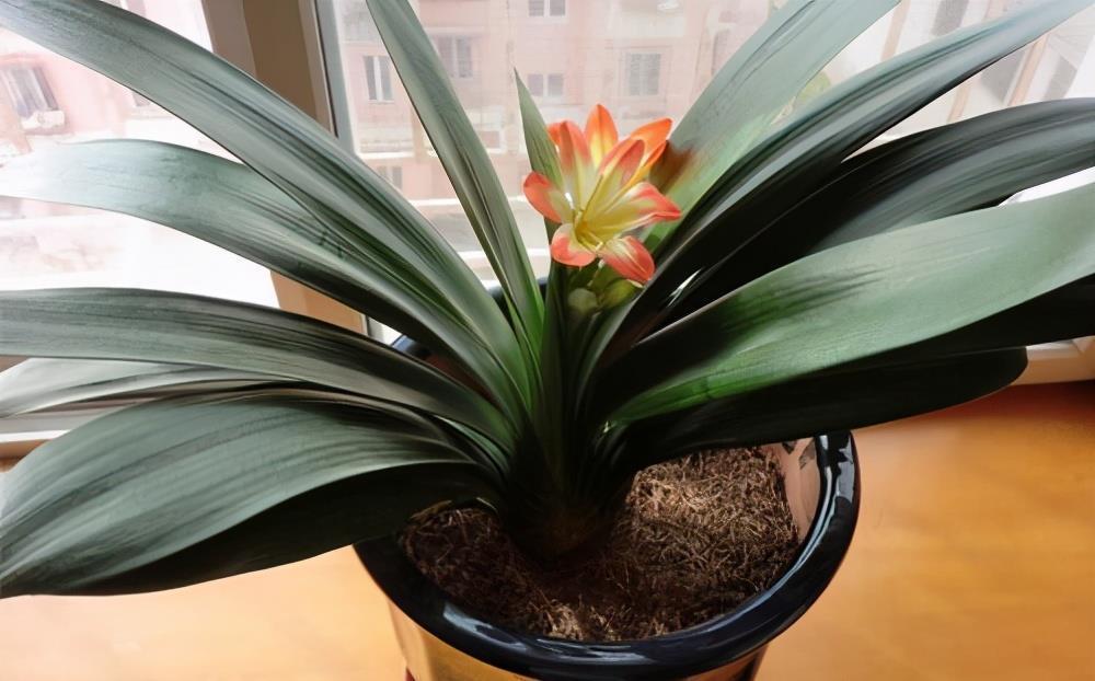 中和园|该怎么将松针应用到养花种草上?