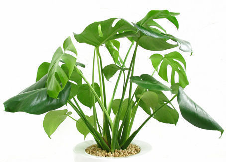 太阳大|这6种花就喜欢水多,夏天越浇越爆盆,一缺水就焉了