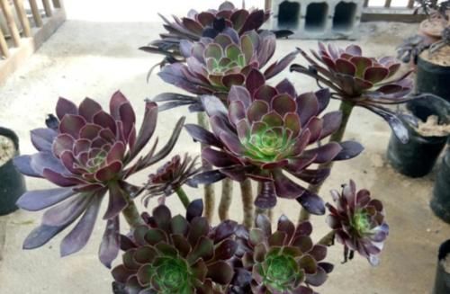 多肉黑法师和紫羊绒都是法师系的基础品种，但后者的颜值明显更高