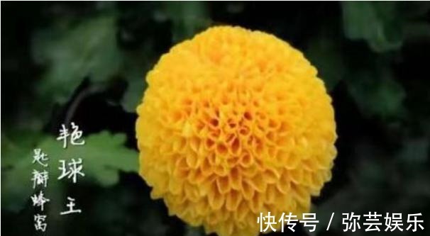 百菊争艳,来盆菊中极品艳球王,宛如金玉绣球,花姿优美可爱喜人