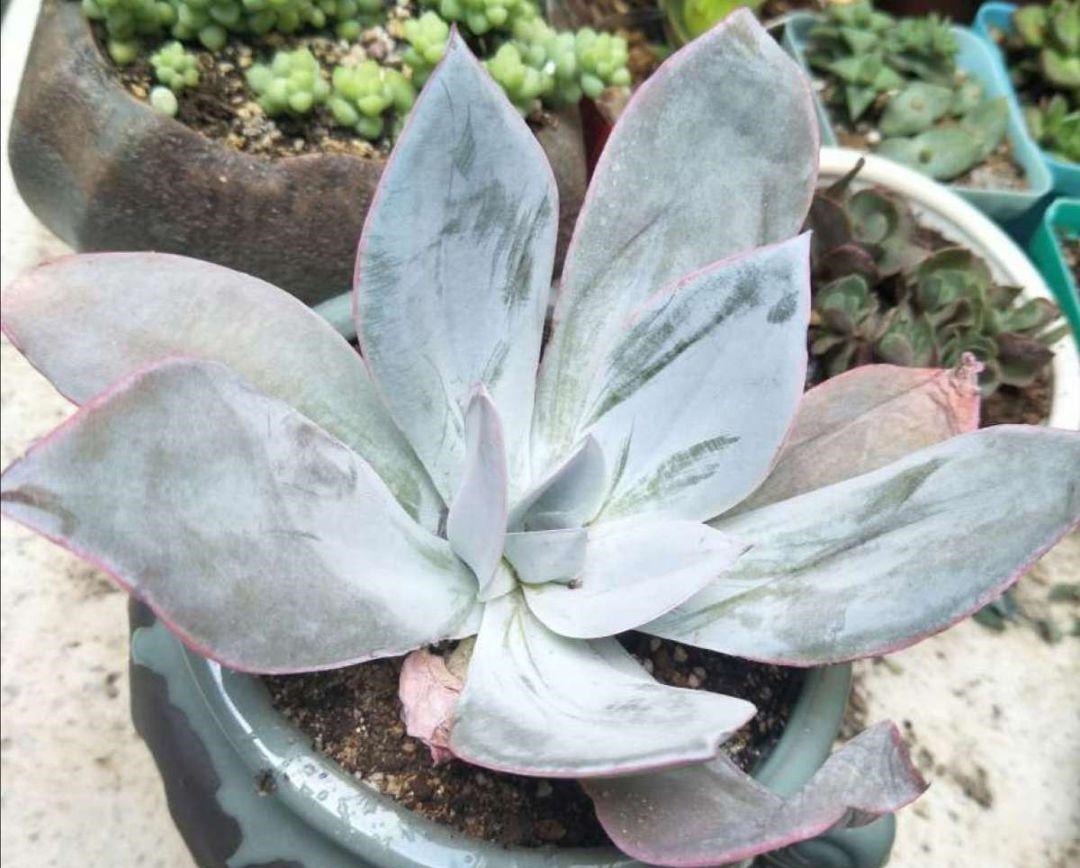 4种多肉最适合懒人养,叶子厚实难徒长,养到就是赚到!