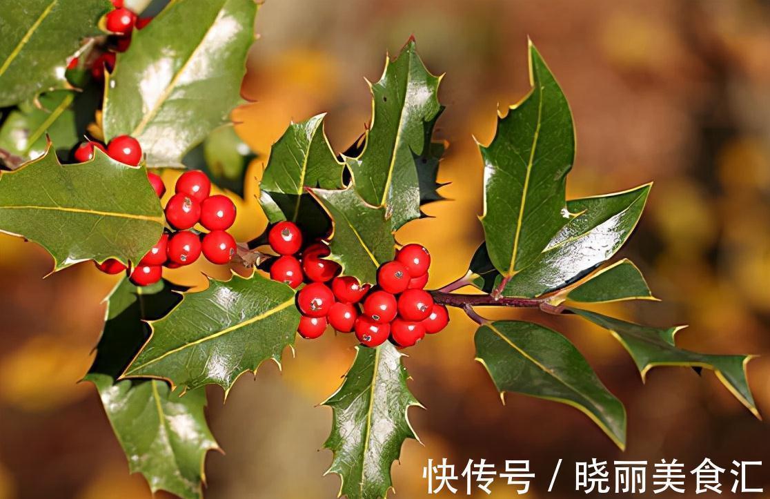 何首乌|5种为盆栽而生的植物,名字好听易养活,你家山上可能有,别错过