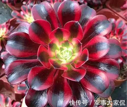 玫瑰|黑色禁欲系“玫瑰”黑法师,季节轮回,养殖当遵从不同的法则