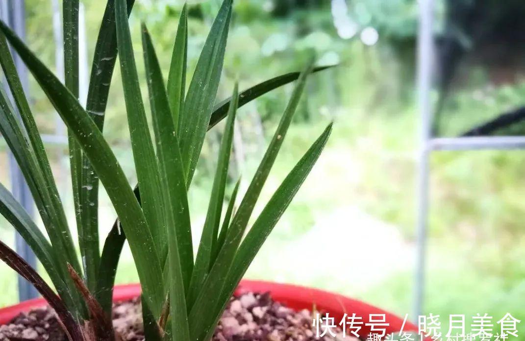 兰花小芽,如何快速养壮呢?兰友:明白了,怪不得养一年也长不大