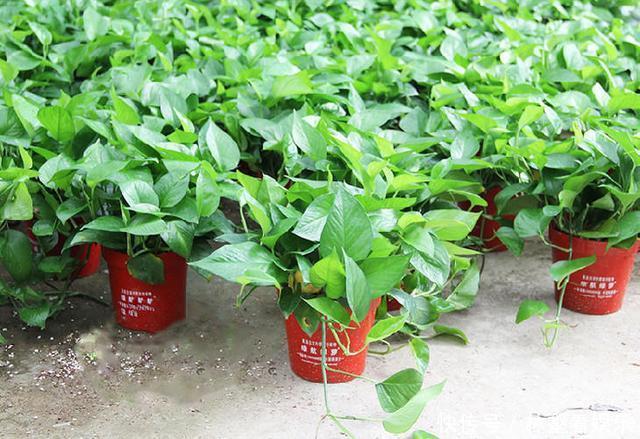 盆栽|绿萝好养生长又快,却不适合放卧室,影响睡眠质量要注意