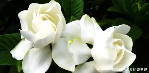 栀子花|老花农逛花市时，这五种花可不会购买，你看看你家有没有！