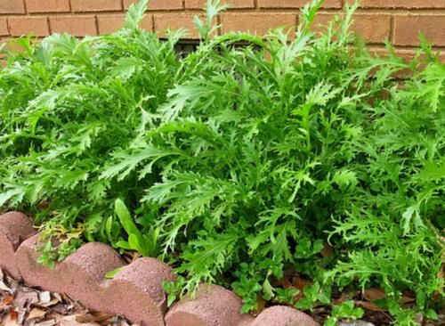 血糖偏高的人，這4種蔬菜“白送”也別吃，這項運動也許能幫你