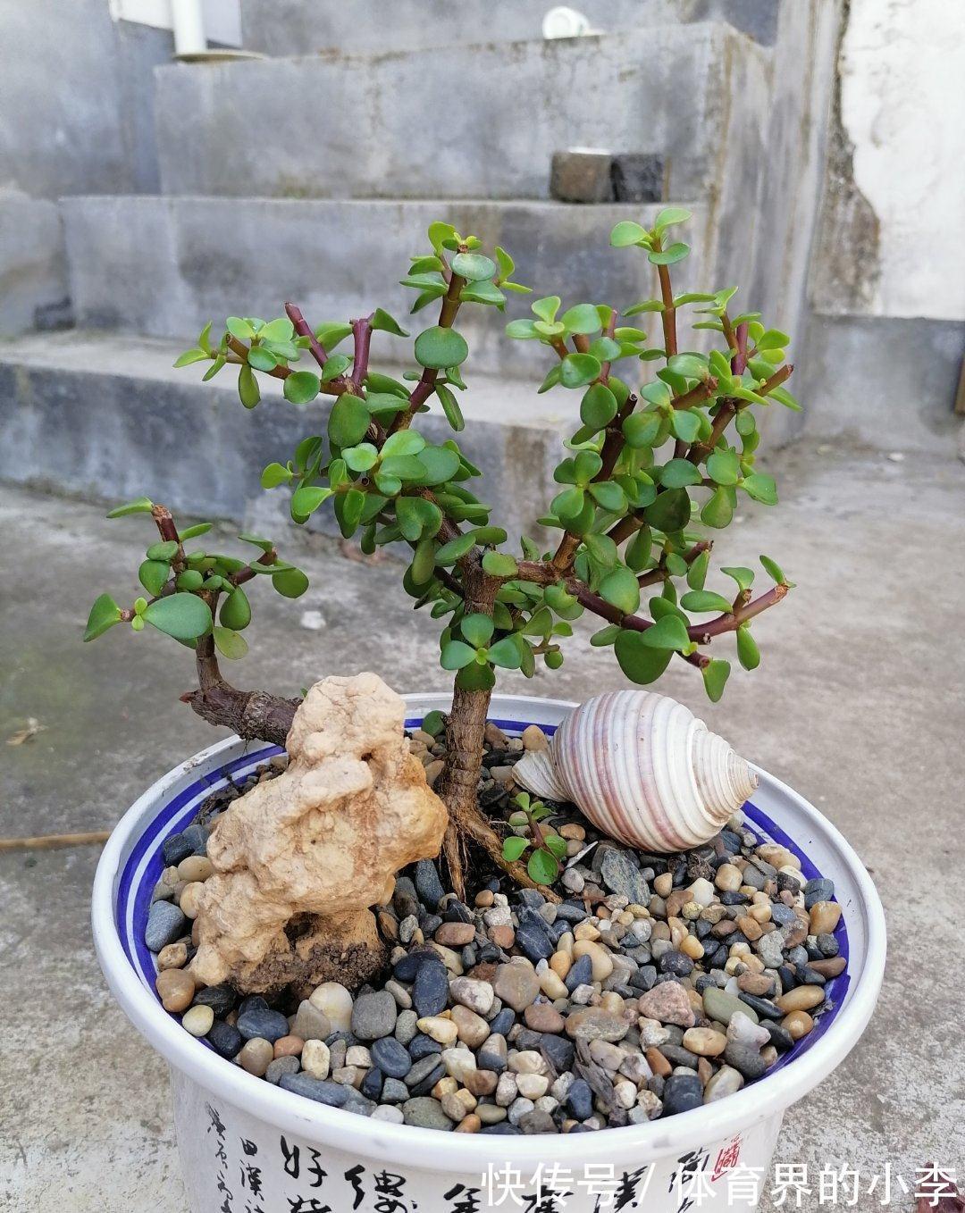 金枝玉叶长势差,土里埋“三废料”,新枝咕噜蹿,养成繁花小老桩